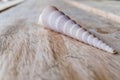 Seashell on a wooden table Royalty Free Stock Photo