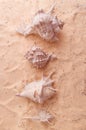 seashell beautiful lying on the golden sand Royalty Free Stock Photo