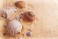 beautiful seashell lying on the golden sand Royalty Free Stock Photo
