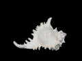 Beautiful seashell murex ramosus or ramose murex or branched murex isolated on black background