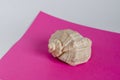 Beautiful seashell on a pink background. Royalty Free Stock Photo