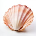 Beautiful Seashell With A Pink And White Color Pattern On A White Background