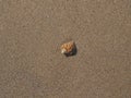 Beautiful Seashell Is A Rapana In The Sand. View From Above. . Summer Concept. Wallpaper. High Quality Royalty Free Stock Photo