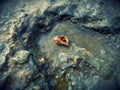Beautiful seashell on rocks. Marine life.
