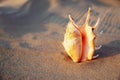 Beautiful seashell on the sand at the beach.. Romantic summer vacation concept. Summer wallpaper or background Royalty Free Stock Photo