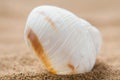 Beautiful seashell