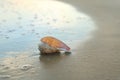 Beautiful seashell on sandy beach in morning Royalty Free Stock Photo