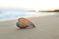 Beautiful seashell on sandy beach at sunrise Royalty Free Stock Photo