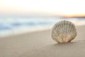 Beautiful seashell on sandy beach at sunrise. Space for text Royalty Free Stock Photo