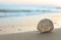 Beautiful seashell on sandy beach at sunrise. Space for text Royalty Free Stock Photo