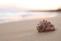 Beautiful seashell on sandy beach at sunrise. Space for text Royalty Free Stock Photo