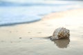 Beautiful seashell on beach at sunrise. Space for text Royalty Free Stock Photo