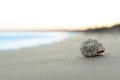 Beautiful seashell on beach at sunrise. Space for text Royalty Free Stock Photo