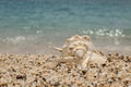 beautiful seashell on the small pebble beach