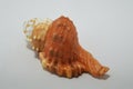 Beautiful seashell on white background. Background with a colorful shell.
