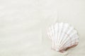 Beautiful seashell on white sand background