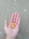 A Seashells On A Palm Royalty Free Stock Photo