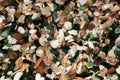 Beautiful seashells and glass on the beach Royalty Free Stock Photo