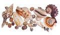 Beautiful seashells isolated on background. Royalty Free Stock Photo