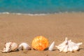 Beautiful seashells on the sand lined up