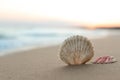 Beautiful seashells on sandy beach at sunrise. Space for text Royalty Free Stock Photo