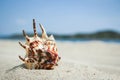 beautiful seashells by the sea on nature background