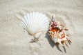 beautiful seashells by the sea on nature background