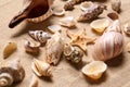 Beautiful seashells and starfish on beach sand  closeup. Summer vacation Royalty Free Stock Photo