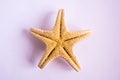 Seashells seastar on white background