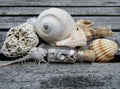 Beautiful seashells on wooden bench Royalty Free Stock Photo