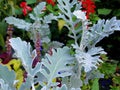 Beautiful seaside cineraria. Silvery leaves of seaside cineraria among other plants. Royalty Free Stock Photo