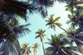 Beautiful seaside coconut palm tree forest in sunshine day clear sky background. Travel tropical summer beach holiday vacation Royalty Free Stock Photo