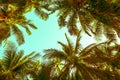 Beautiful seaside coconut palm tree forest in sunshine day clear sky background. Travel tropical summer beach holiday vacation Royalty Free Stock Photo