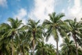 Beautiful seaside coconut palm tree forest in sunshine day clear sky background. Travel tropical summer beach holiday vacation Royalty Free Stock Photo