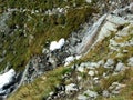 Beautiful seasonal waterfalls under alpine rocks FalknistÃÂ¼rm in the Ratikon border mountain massif or Raetikon Grenzmassiv