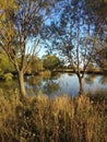 Beautiful secluded lake , surrounded by trees and grass