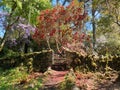 Beautiful secret garden with a stone wall and gate in Rowallane National Trust gardens Royalty Free Stock Photo