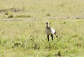 A beautiful Secretary bird, kenya Royalty Free Stock Photo