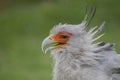 Beautiful Secretary Bird profile picture Royalty Free Stock Photo