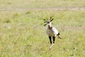 A beautiful Secretary bird in the savanna Royalty Free Stock Photo