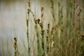 A beautiful sedges growing in a marsh after the rain in summer. Royalty Free Stock Photo