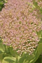 Beautiful sedum flowers