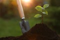 Beautiful seedling growing in fresh soil outdoors, closeup. Planting tree