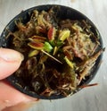 beautiful seedling of Venus flytrap carnivorous plant growing from a leaf in a vase in my garden