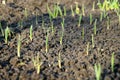 A beautiful seedling of wild grass in ground