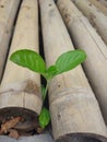 beautiful seeds that continue to grow among piles of dry bamboo