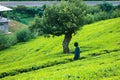 Tea land in Sri Lanka. Beautiful seen of upcountry Sri Lanka, green view of nature in Sri Lanka