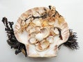 Beautiful selection of unusual seaside shells & seaweed