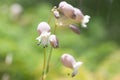 Beautiful selective focus shot of blooming light pink bladder champion flowers