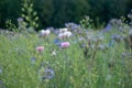 Beautiful selective focus shot of blooming pink and white wildflowers in a field